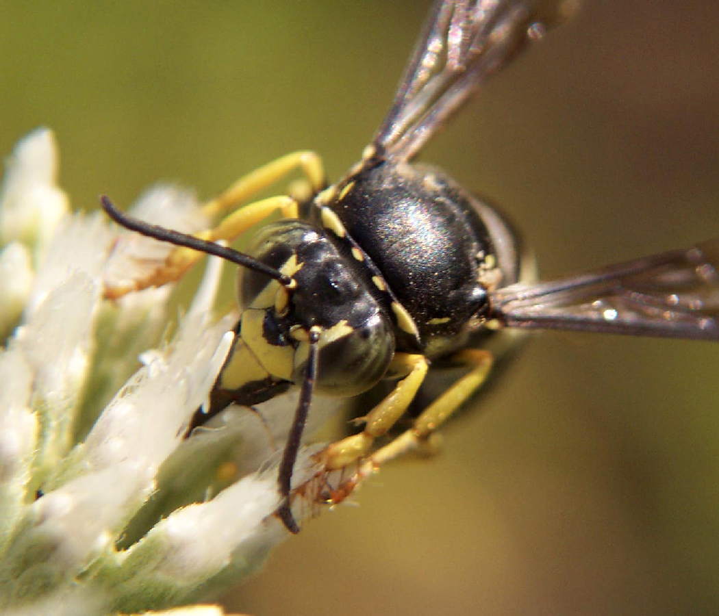 color photo Sand Wasp Bicyrtes quadrifasciata