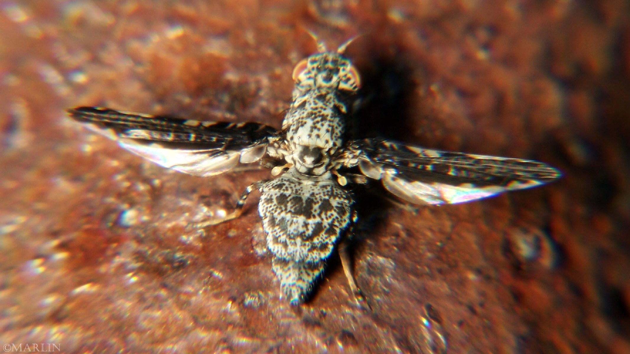color photo Picture-Winged Fly
