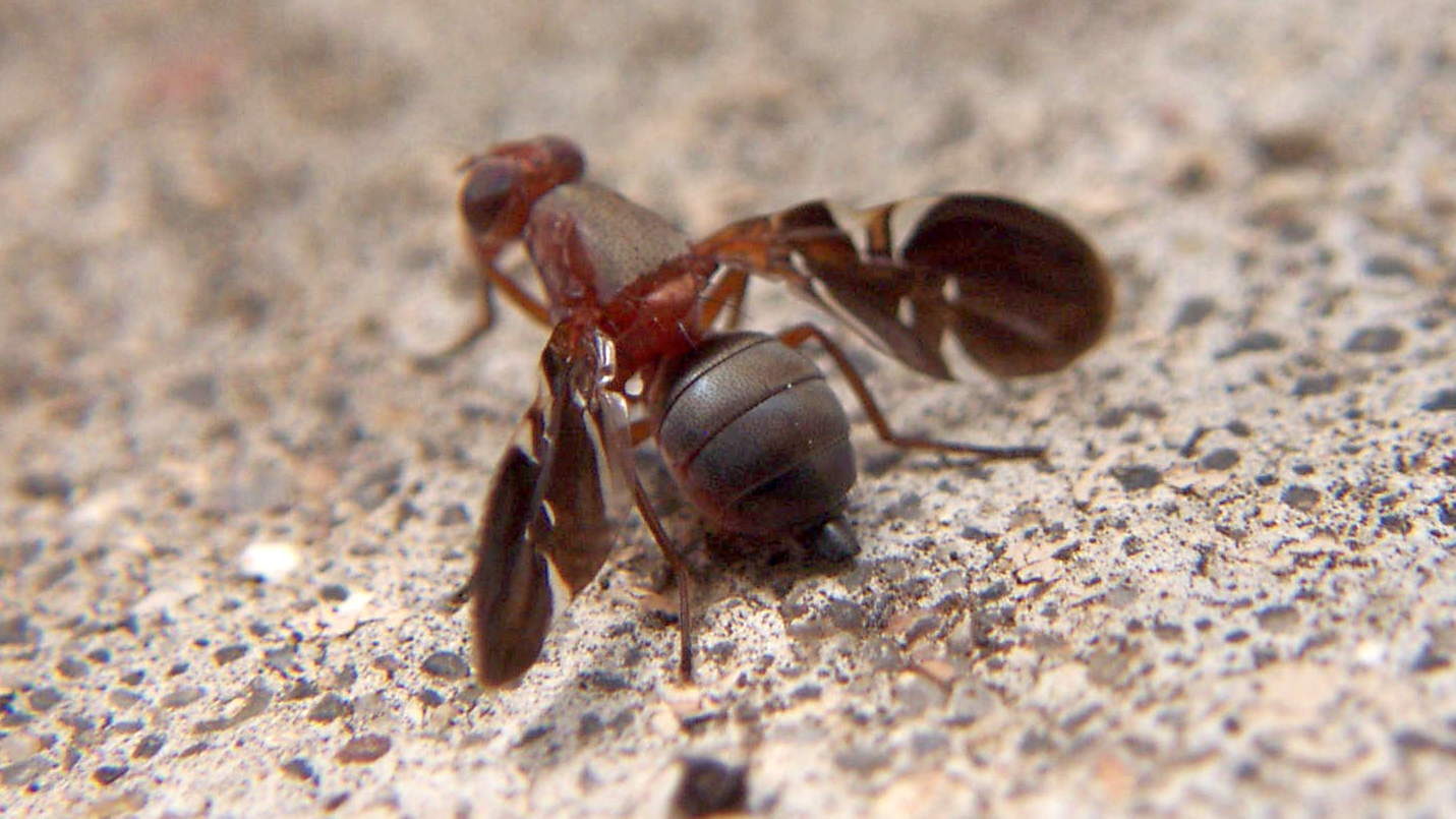 Piège Léger De Puce D'insecte Image stock - Image du bâton, coutil:  127532443