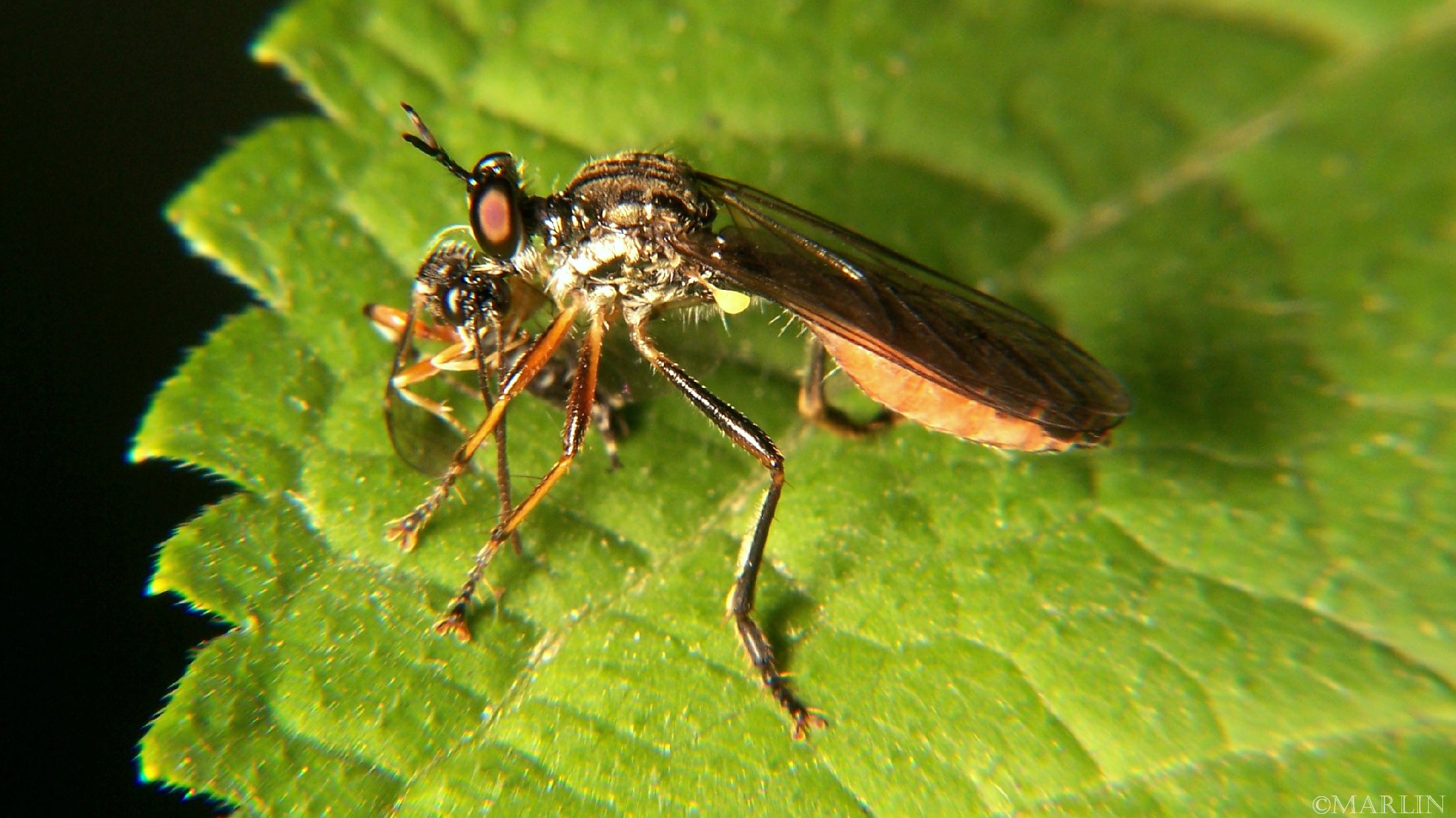 Robber Fly   Dioctria hyalipennis   North American Insects & Spiders