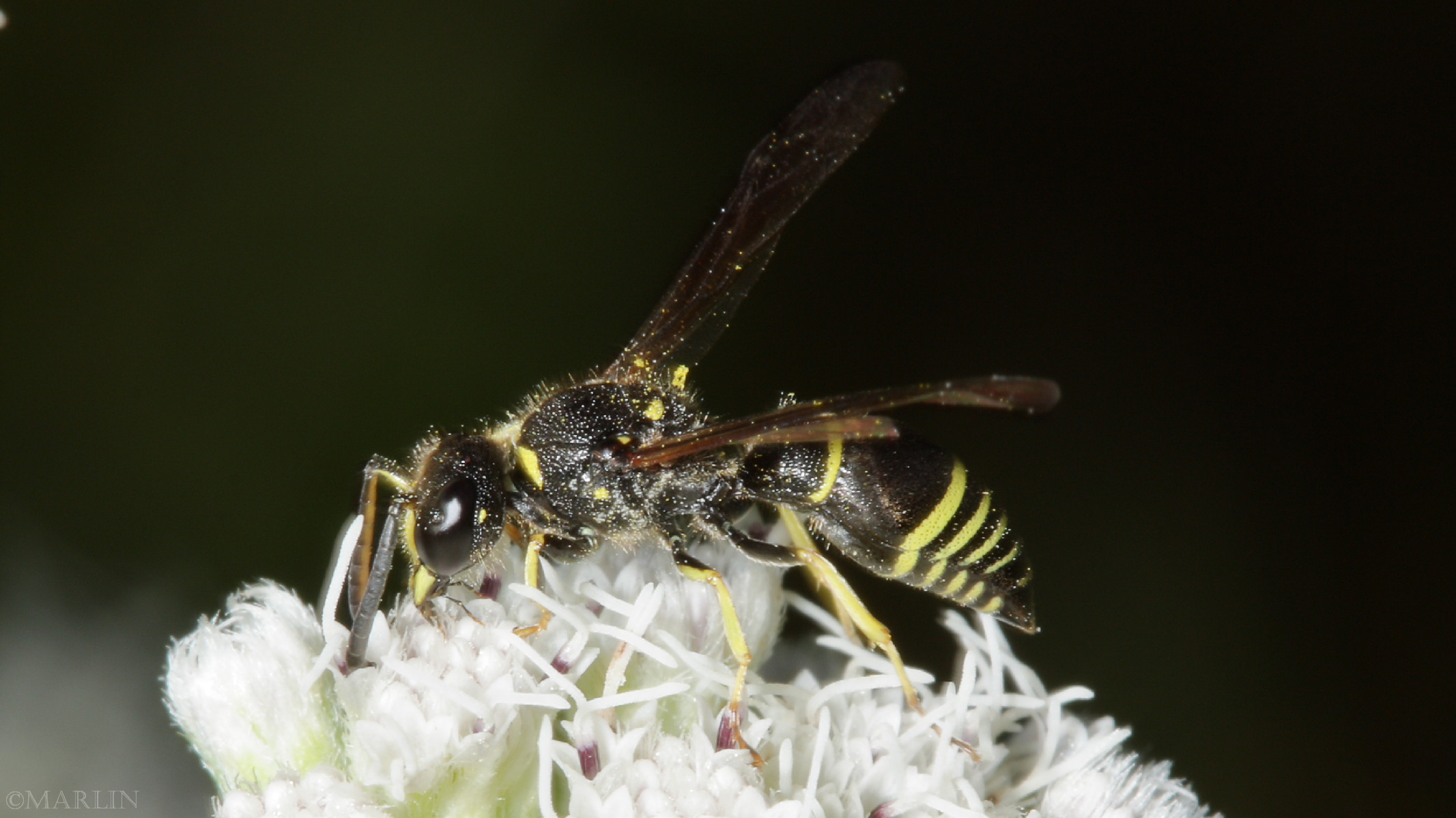 color photo Potter Wasp Euodynerus species