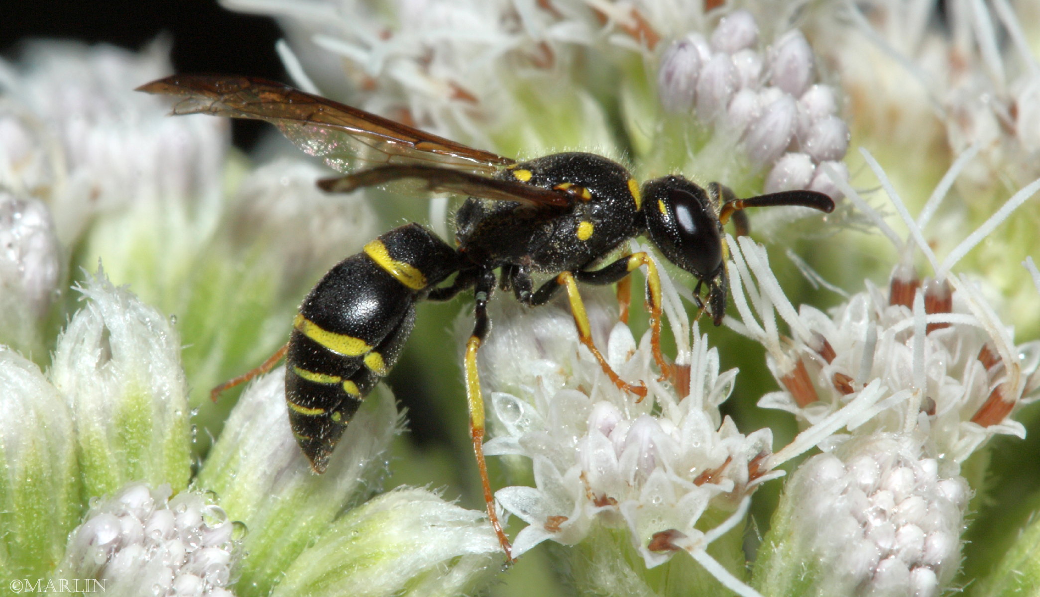 color photo Potter Wasp Euodynerus species