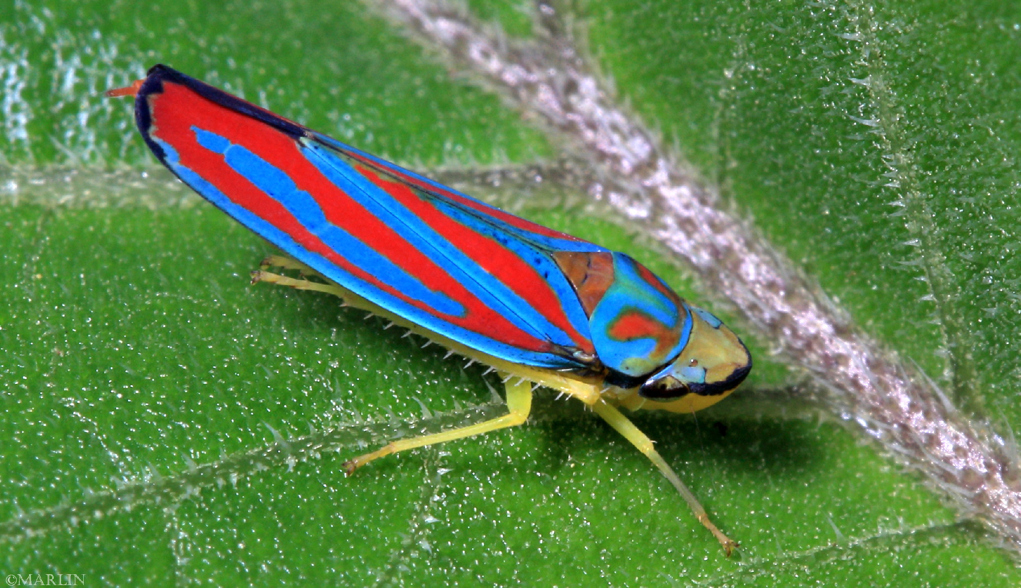 color photo Red-banded Leafhopper Graphocephala coccinea