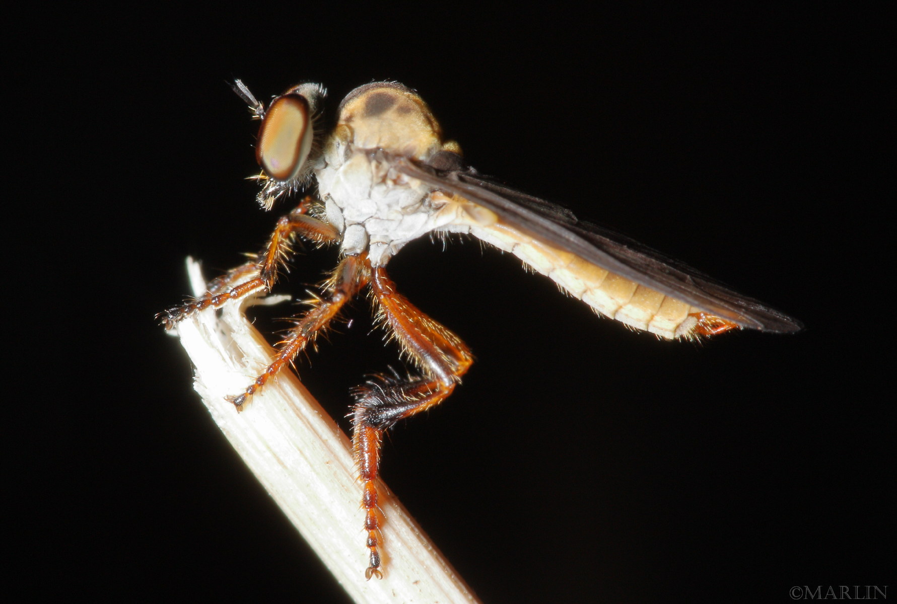 color photo Robber Fly Holcocephala abdominalis