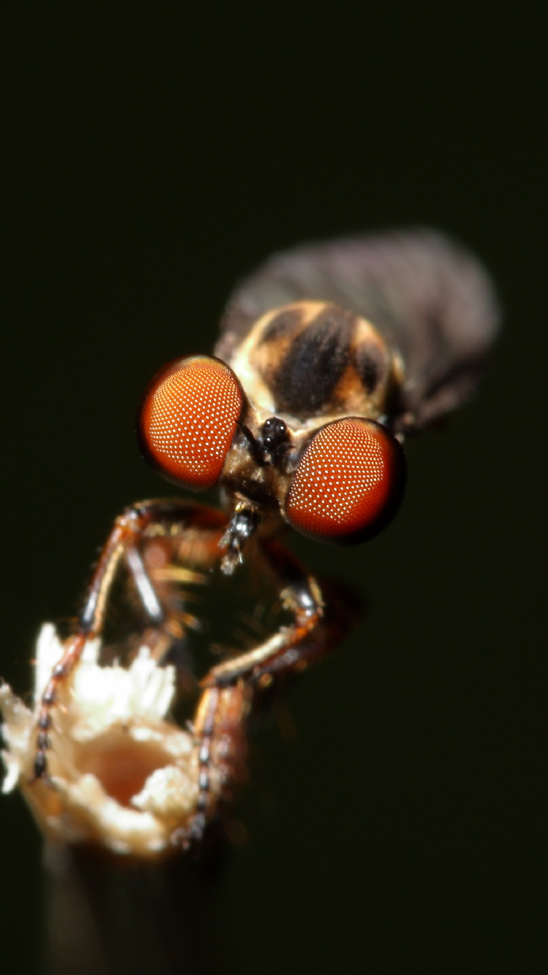 color photo Robber Fly eyes detail