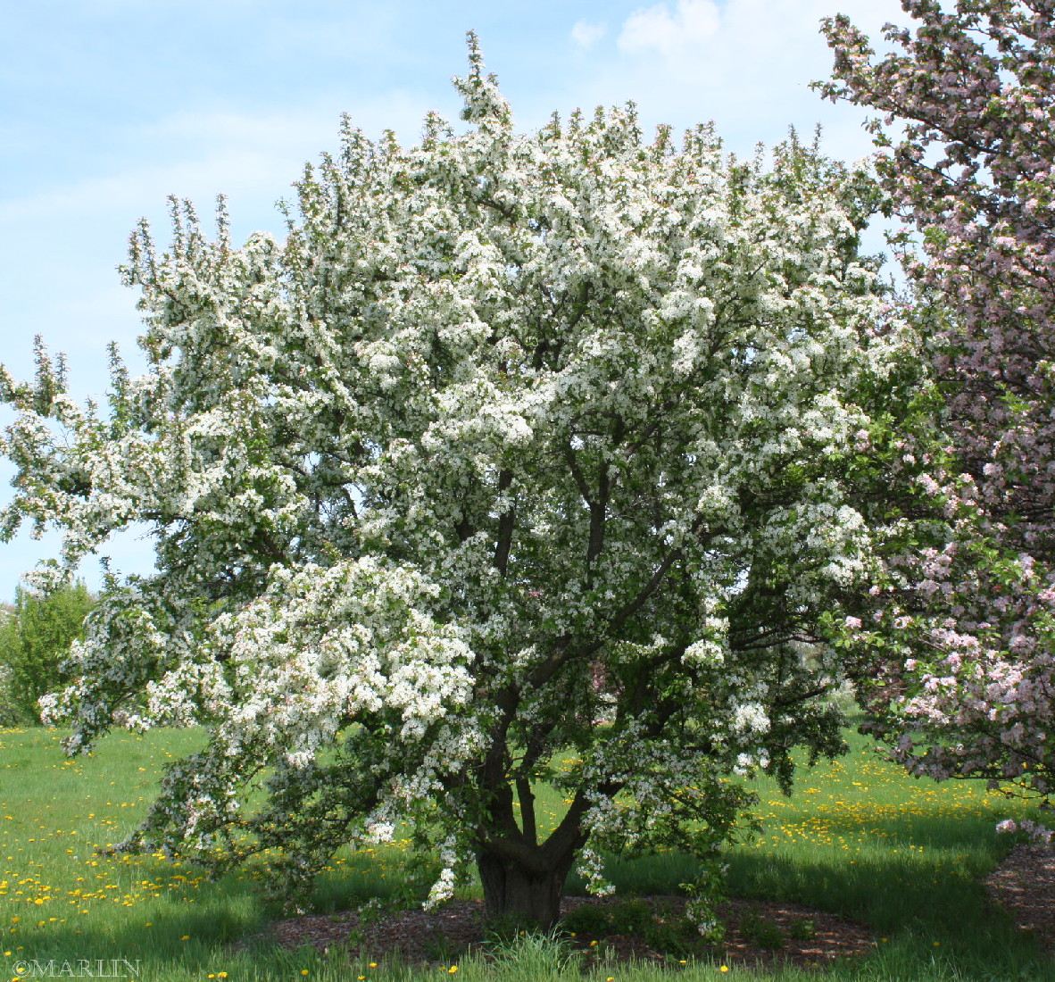 color photo pratt crabapple tree in bloom