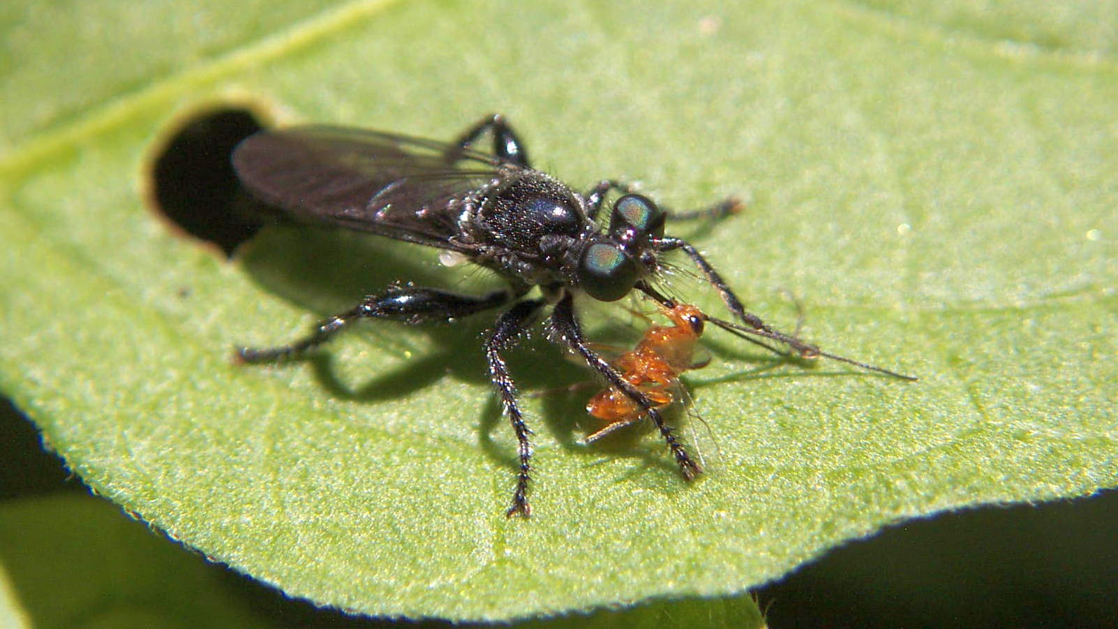 color photo Robber Fly Laphria canis with wasp prey