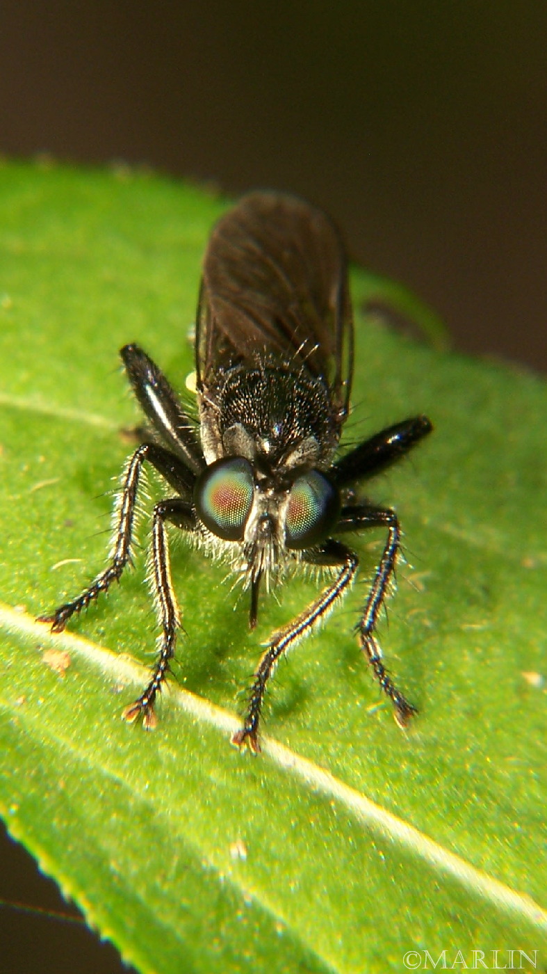 color photo Robber Fly Laphria canis eyes detail
