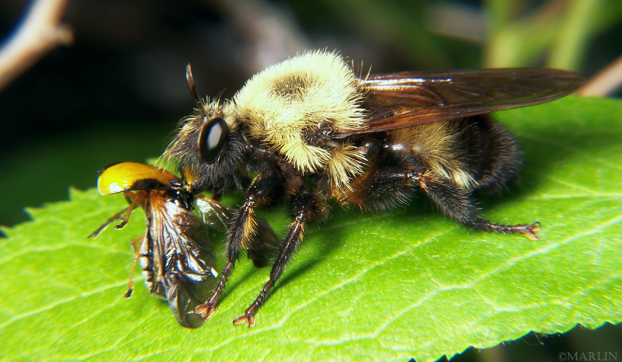 color photo Robber Fly Laphria grossa with leaf beetle prey
