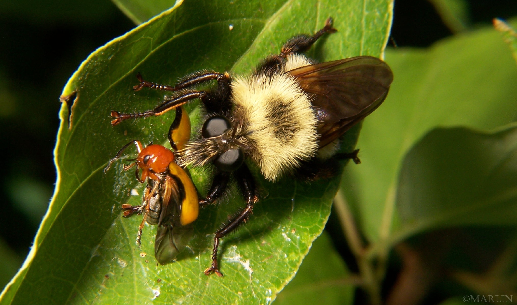color photo Robber Fly Laphria grossa with leaf beetle prey