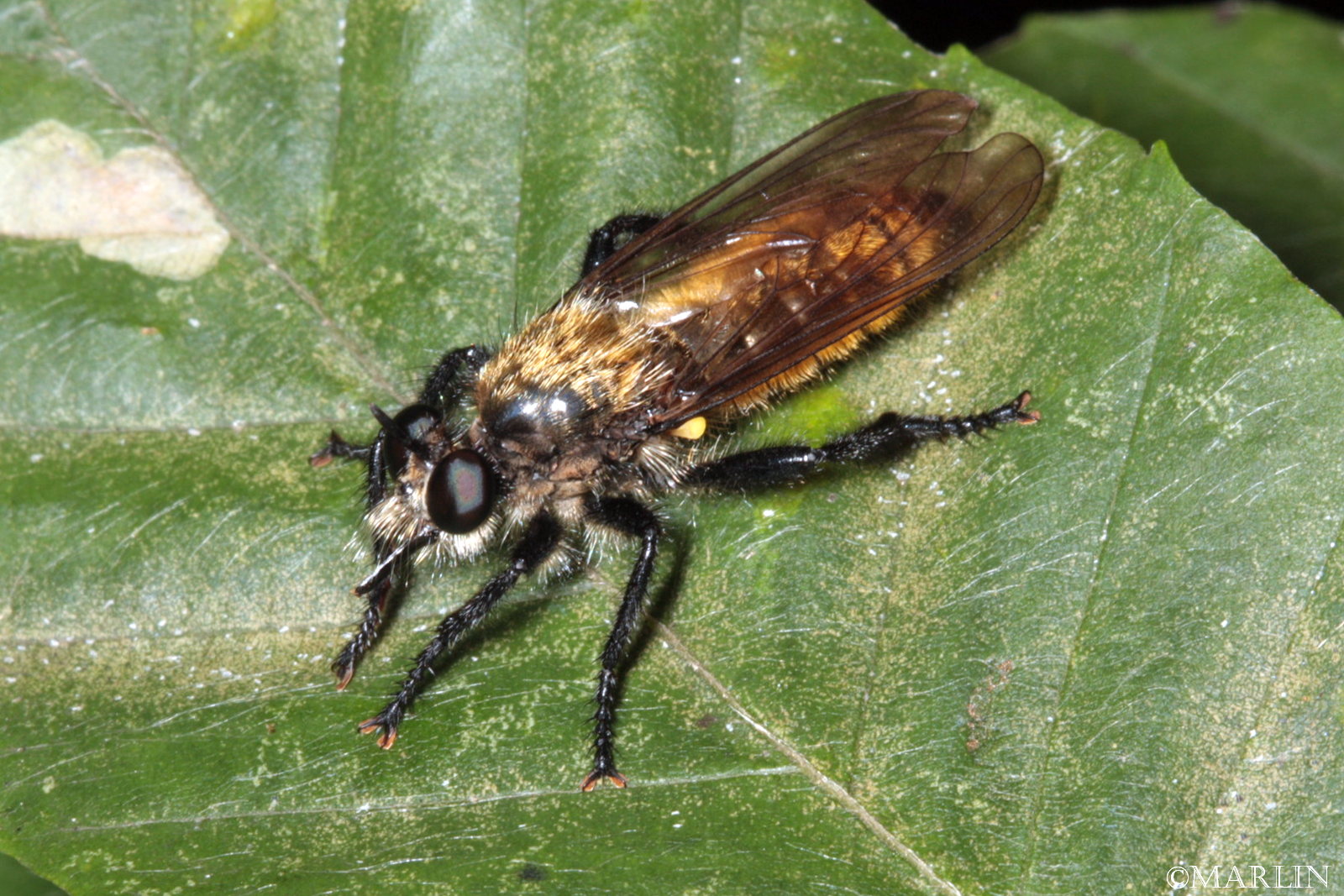 color photo Robber Fly Laphria sericea