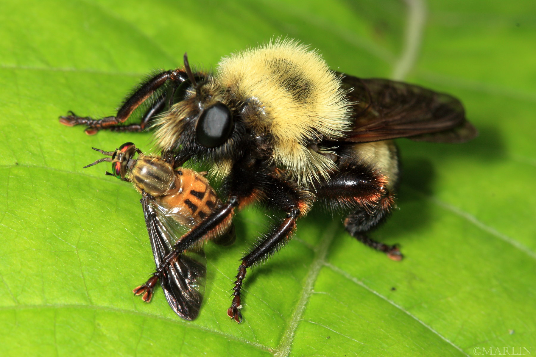 color photo Robber Fly Laphria thoracica with deer fly prey