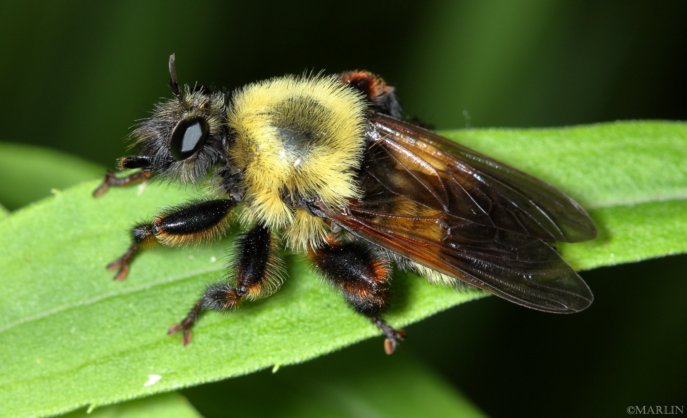 color photo Robber Fly Laphria thoracica