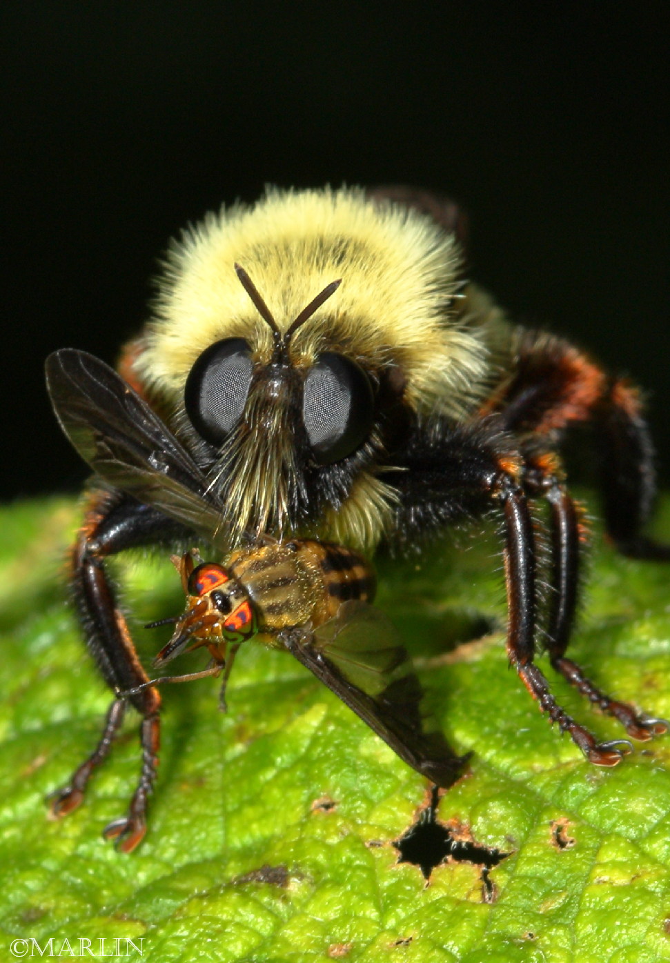 color photo Robber Fly Laphria thoracica with deer fly prey