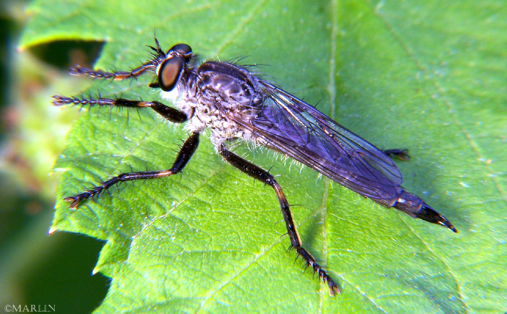 color photo female Robber Fly Machimus species