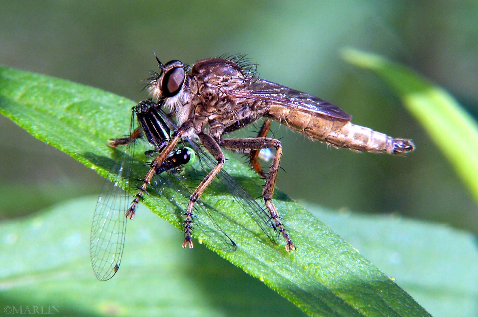 color photo Robber Fly Machimus species with damselfly prey