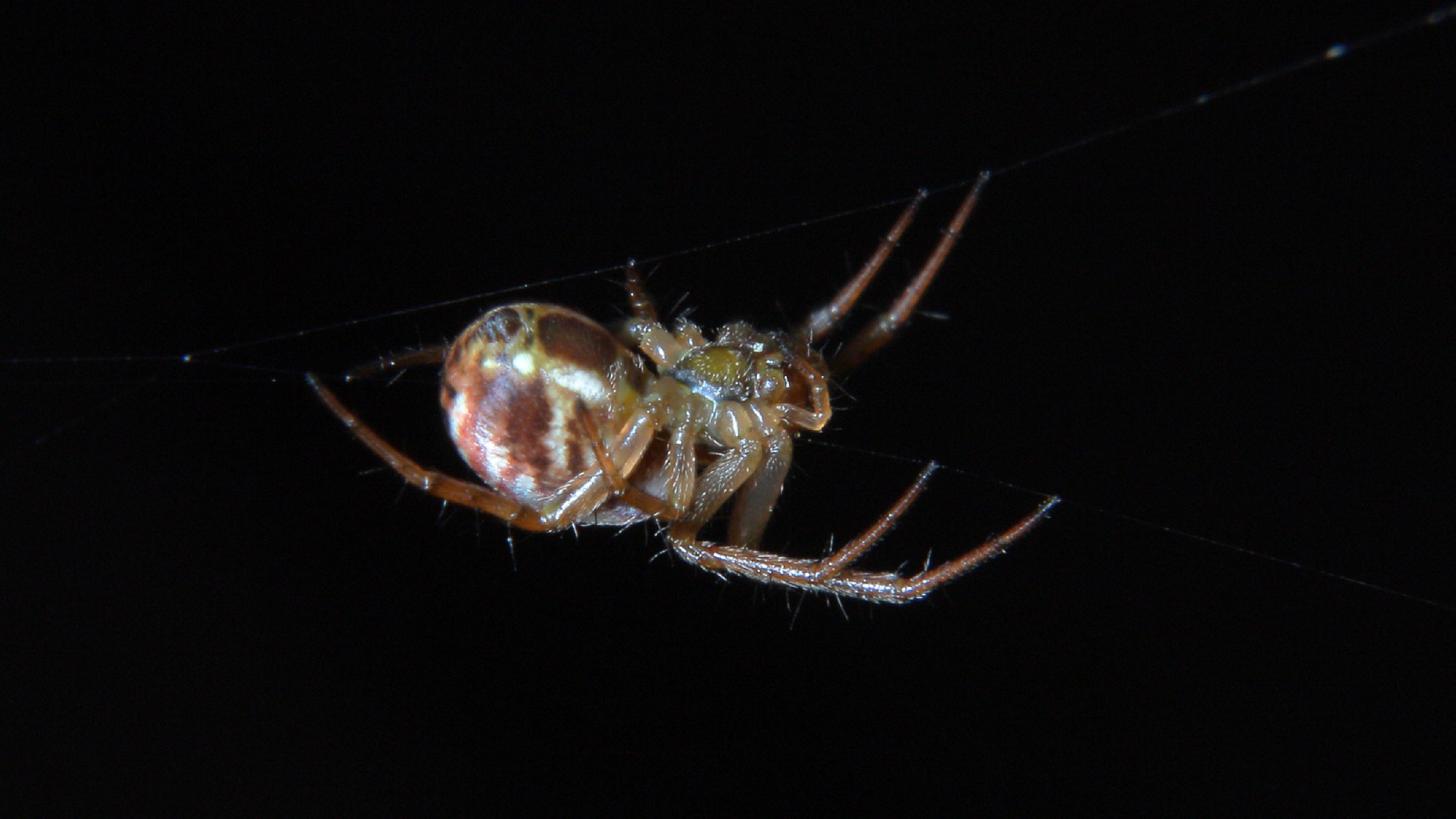 color photo orb weaver Spider in orb web