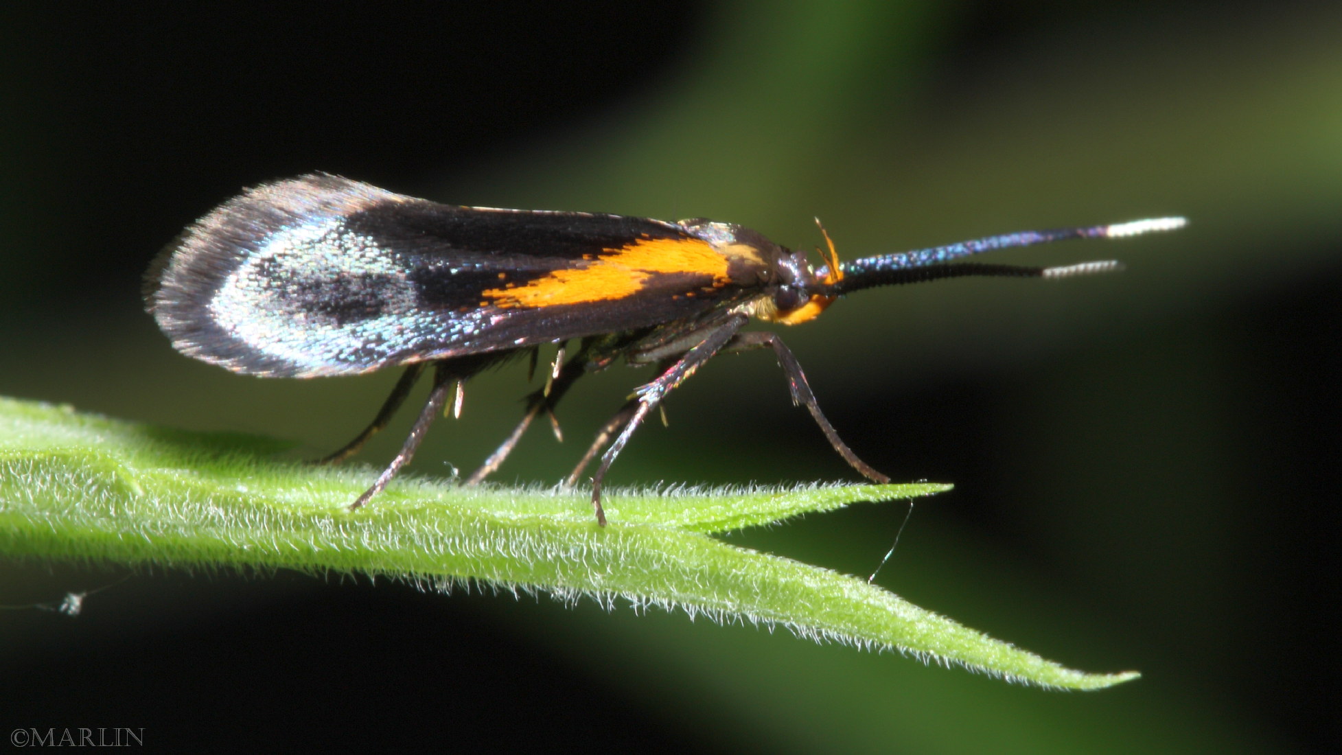 color photo Newmans Mathildana Moth