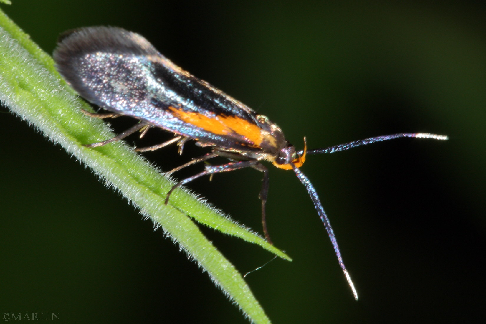 color photo Newmans Mathildana Moth