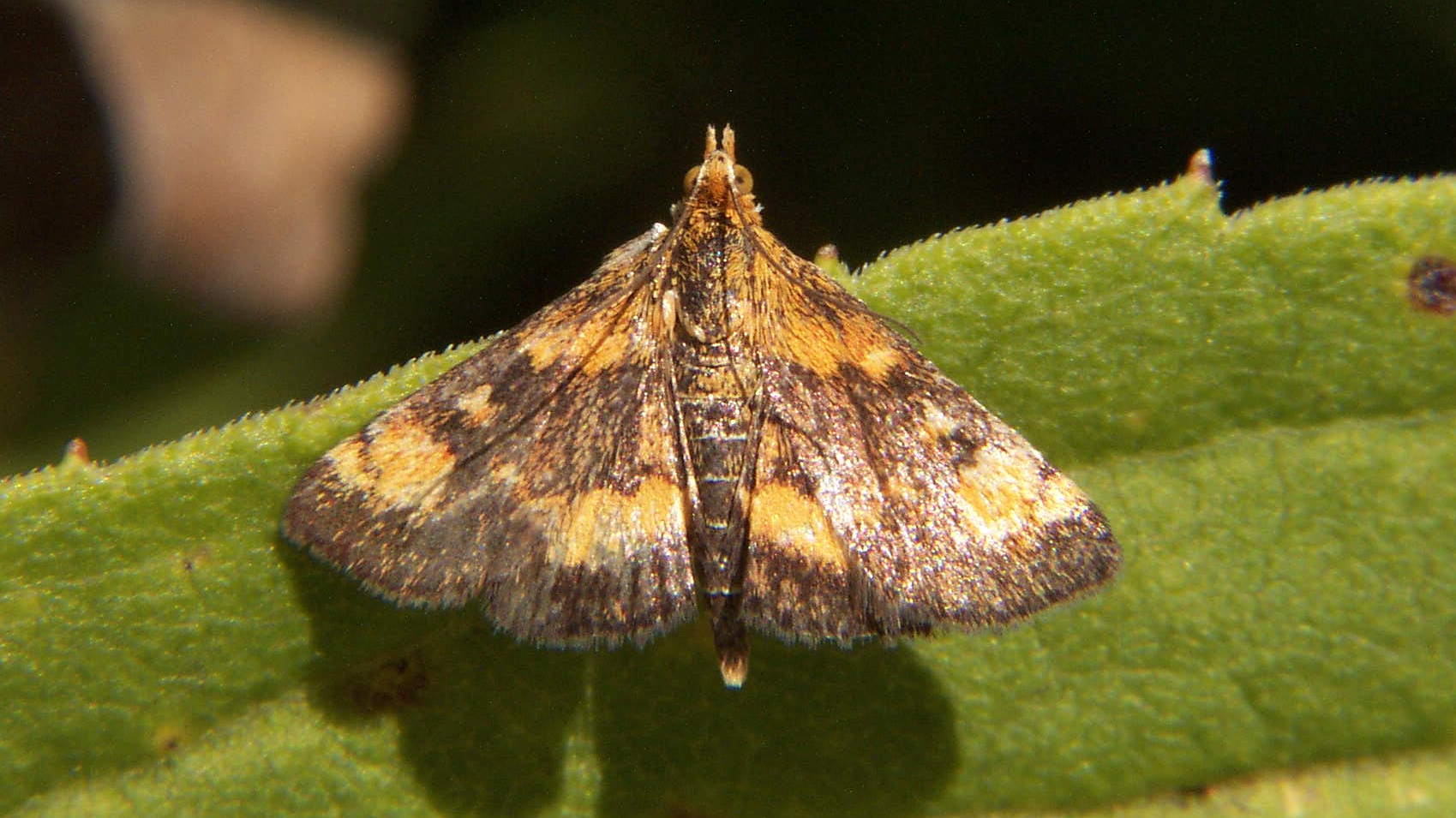 Orange-spotted Pyrausta Moth - Pyrausta orphisalis