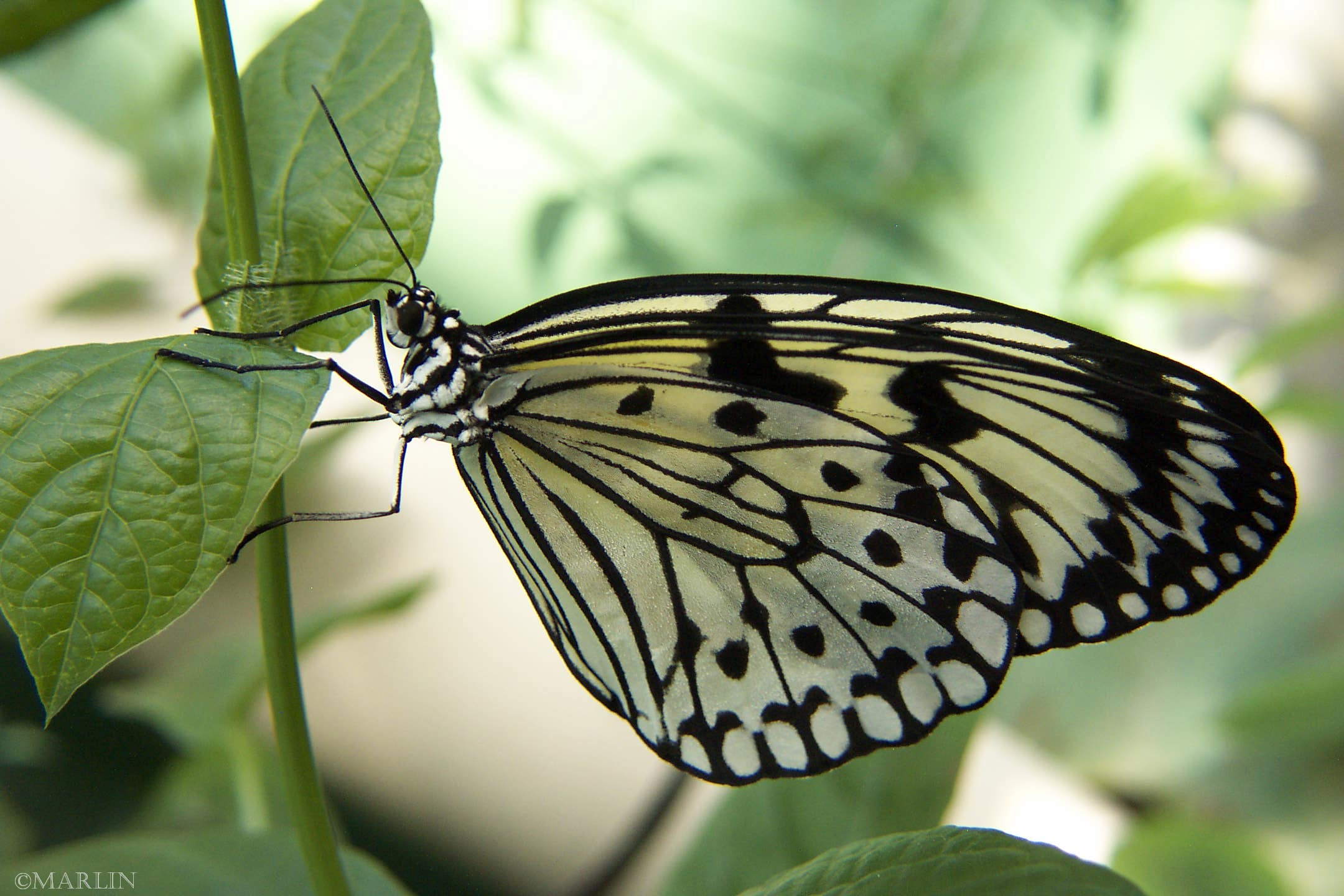 color photo Paper Kite Butterfly - Idea leuconoe