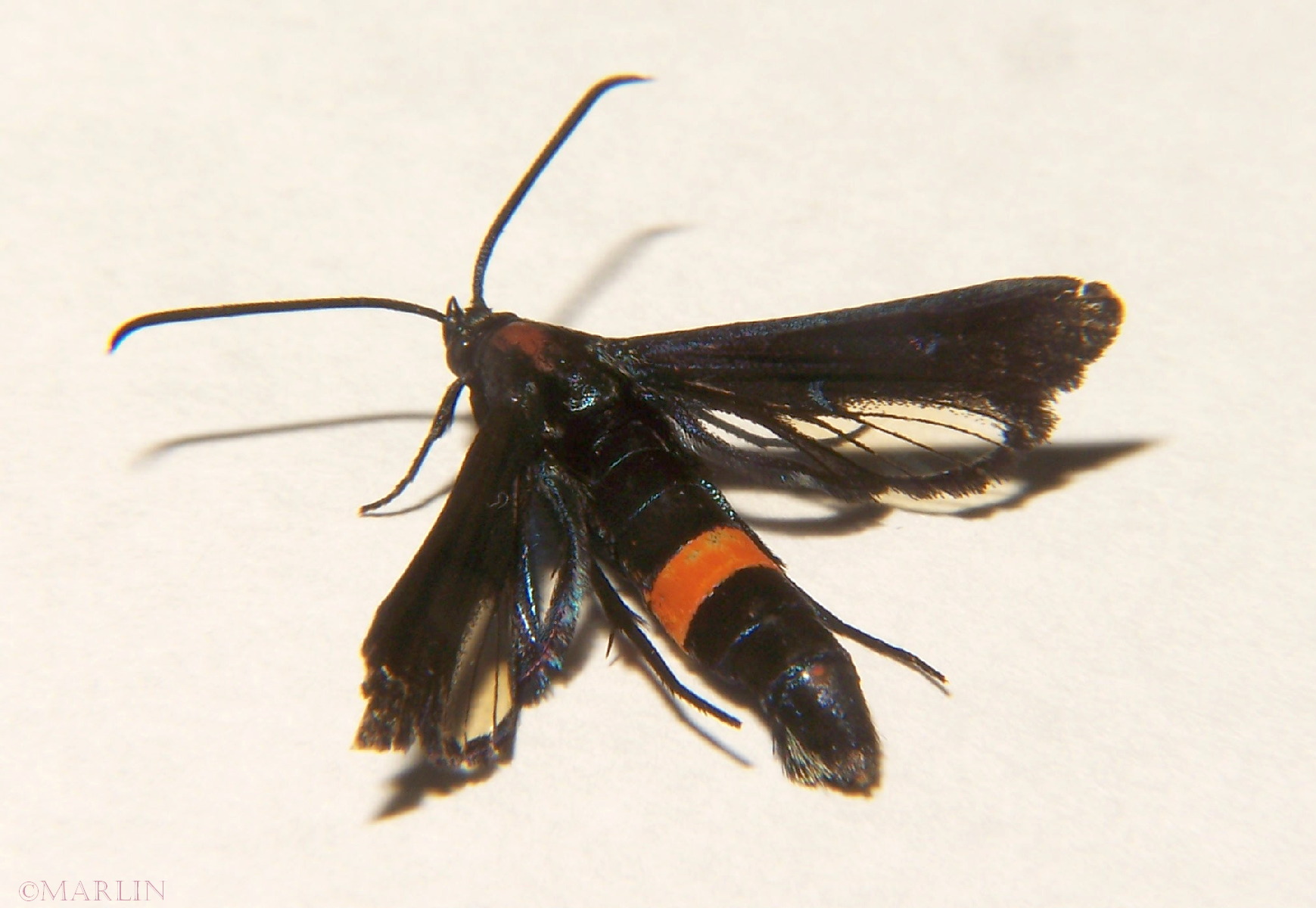 color photo Peachtree Borer clearwing Moth
