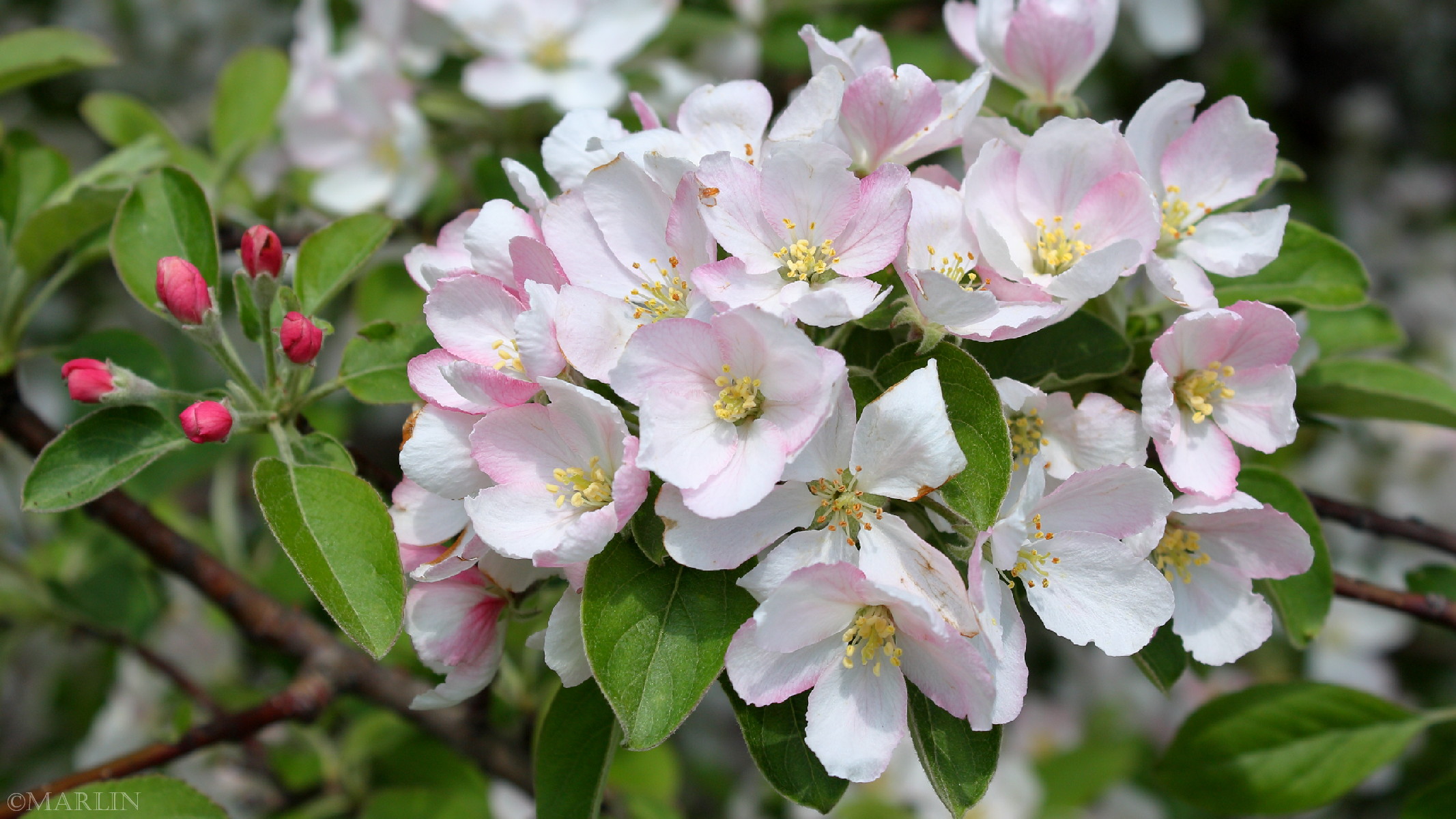 color photo Plum-leaved Crabapple blossoms