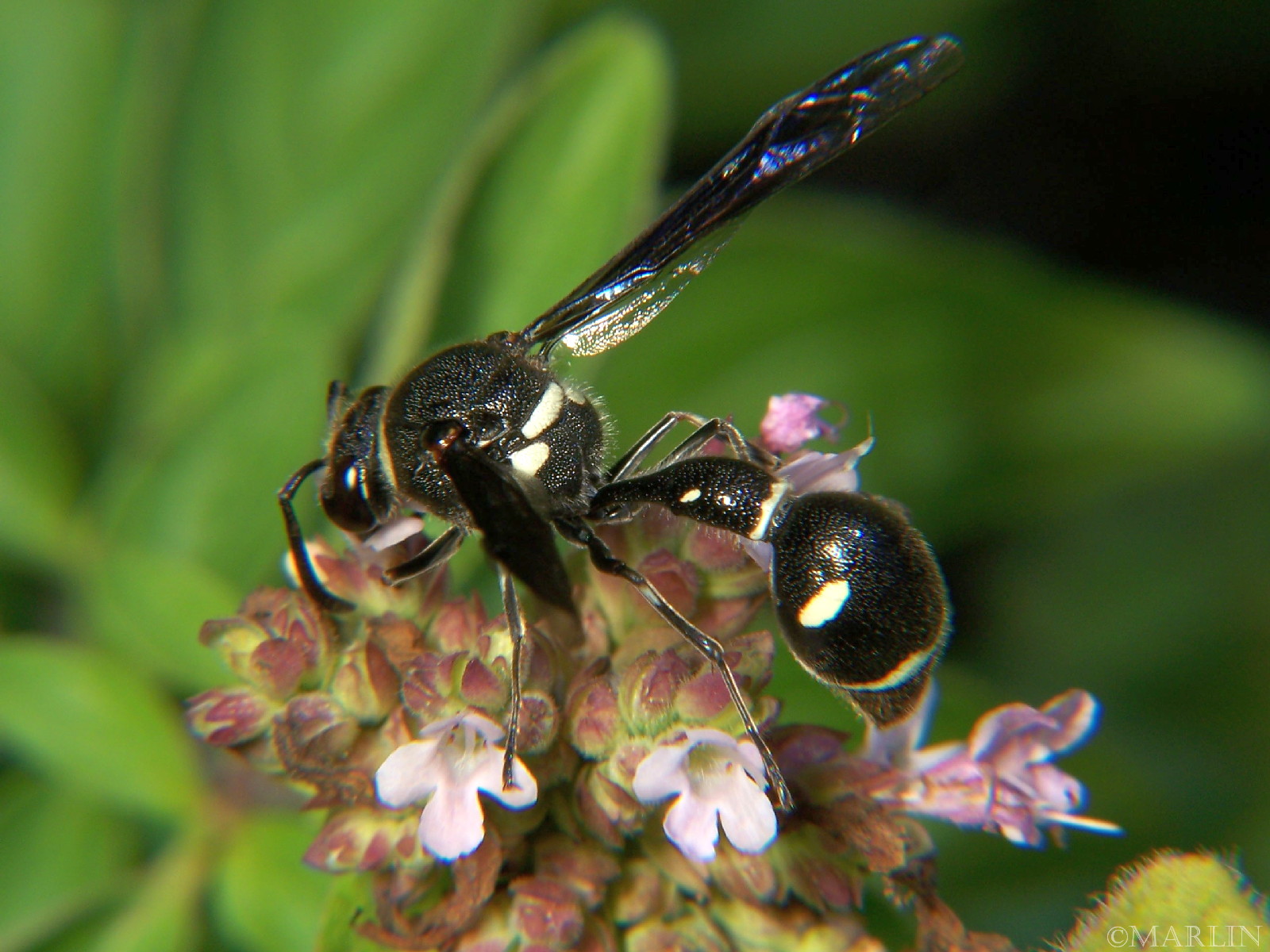 color photo Potter Wasp Eumenes fraternus