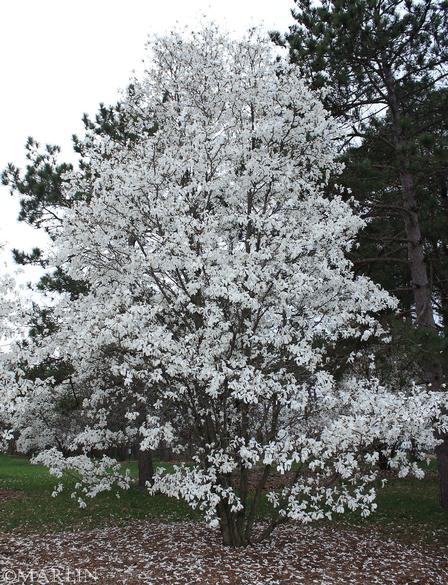 color photo Proctor's Magnolia Magnolia x proctoriana in bloom