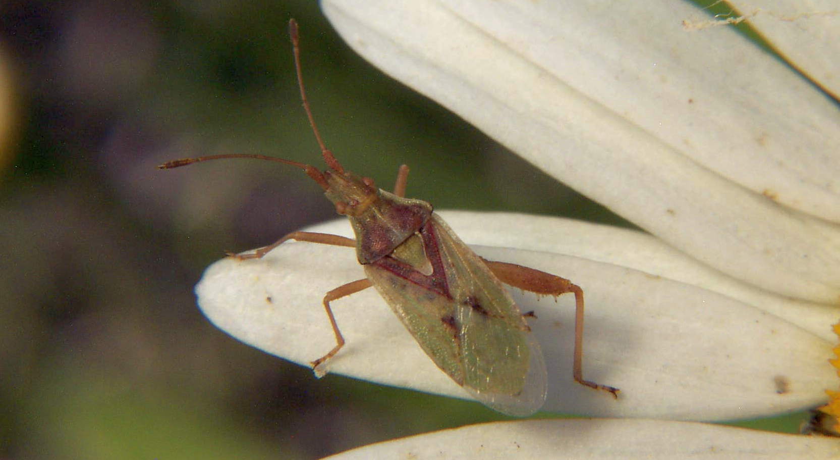 Scentless Plant Bug - Harmostes species