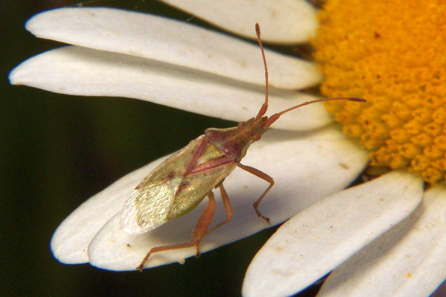Scentless Plant Bug - Harmostes species