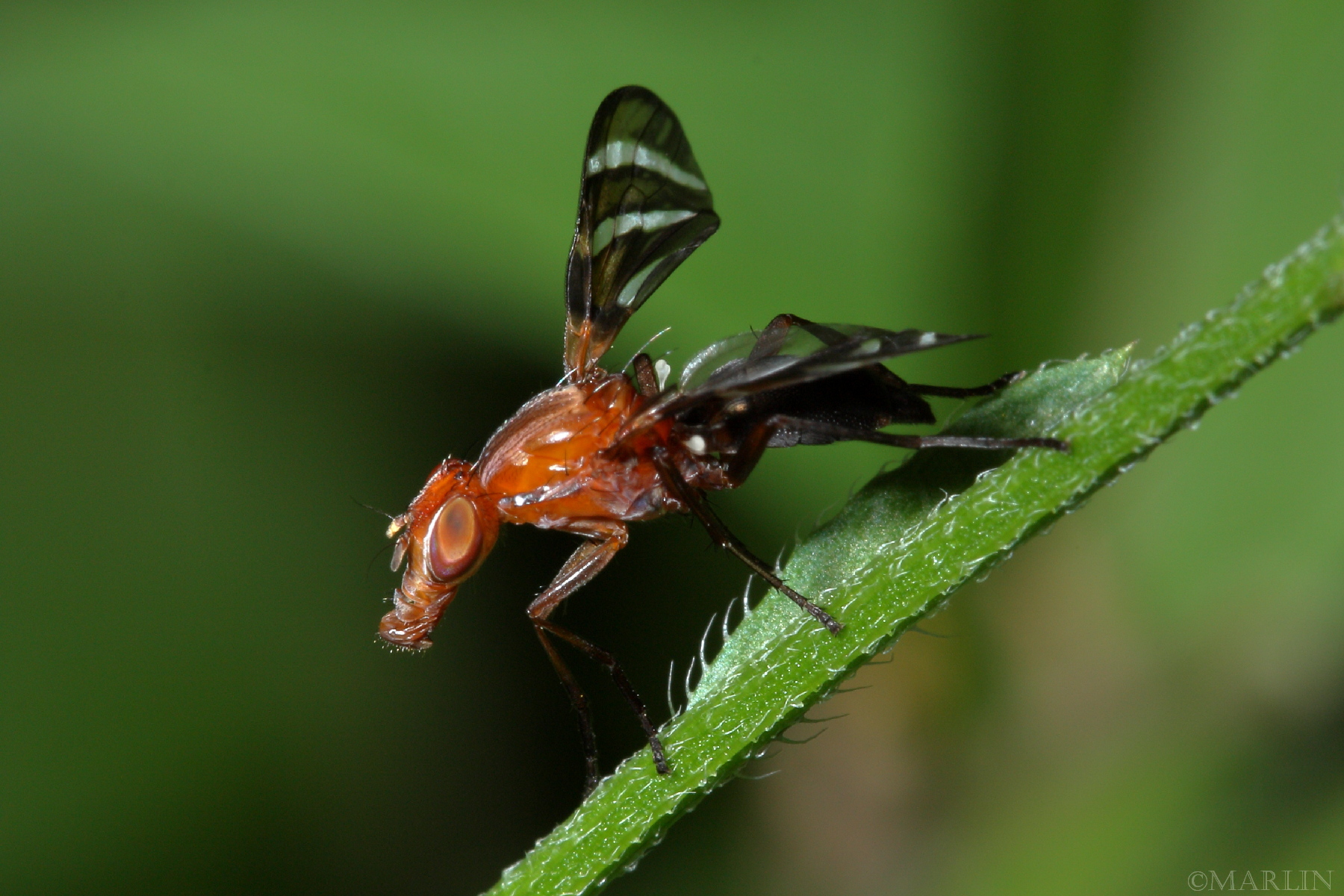 color photo Picture-Winged Fly Tritoxa incurva