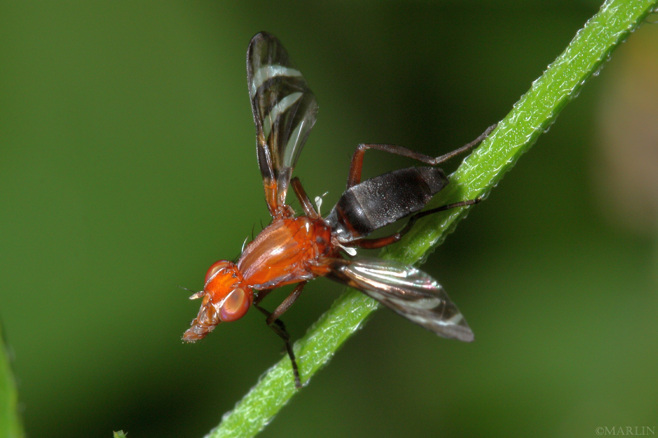 color photo Picture-Winged Fly Tritoxa incurva