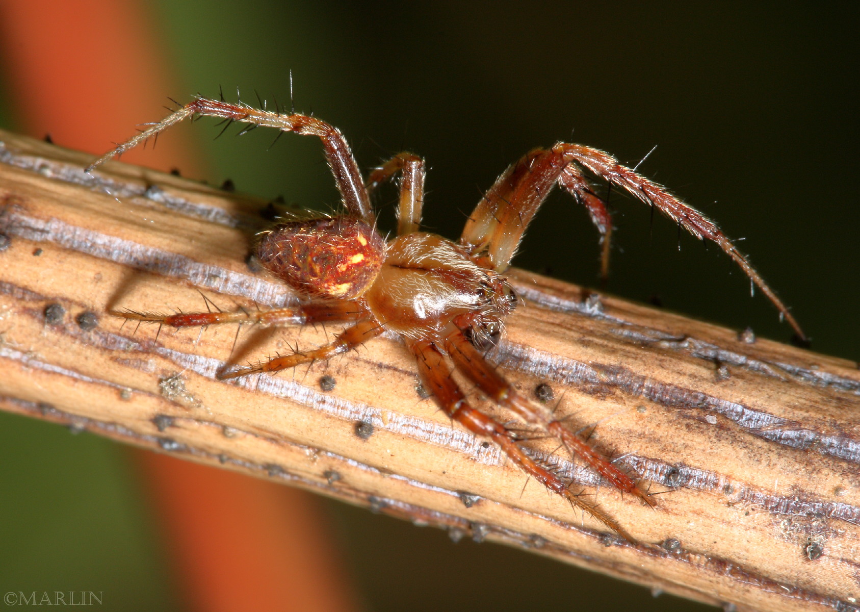 color photo Arabesque Orbweaver male spider