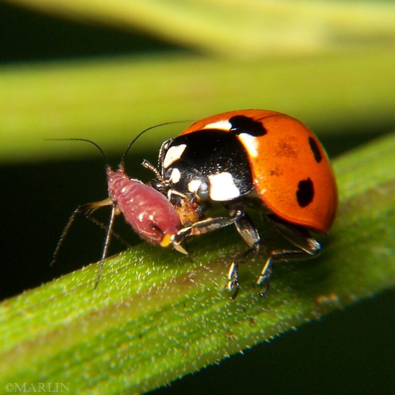 SevenSpotted Lady Beetle eats an Aphid North American Insects & Spiders