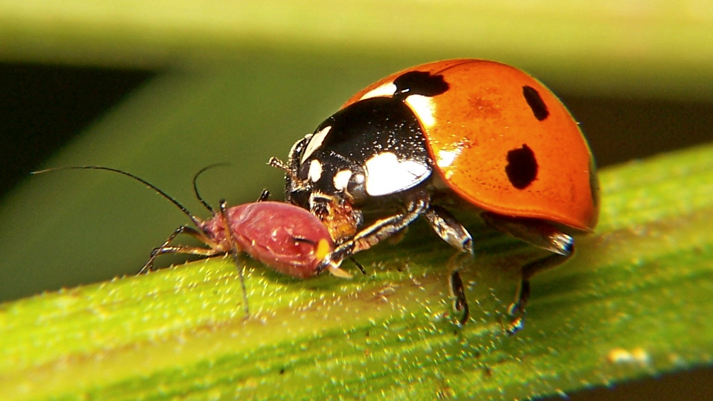 Ladybird Beetle Feeding ladybird-beetle-feeding