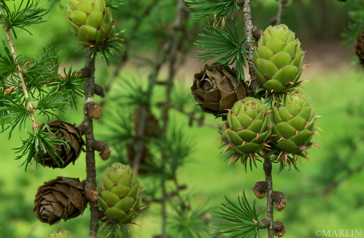 color photo larch cones and filage