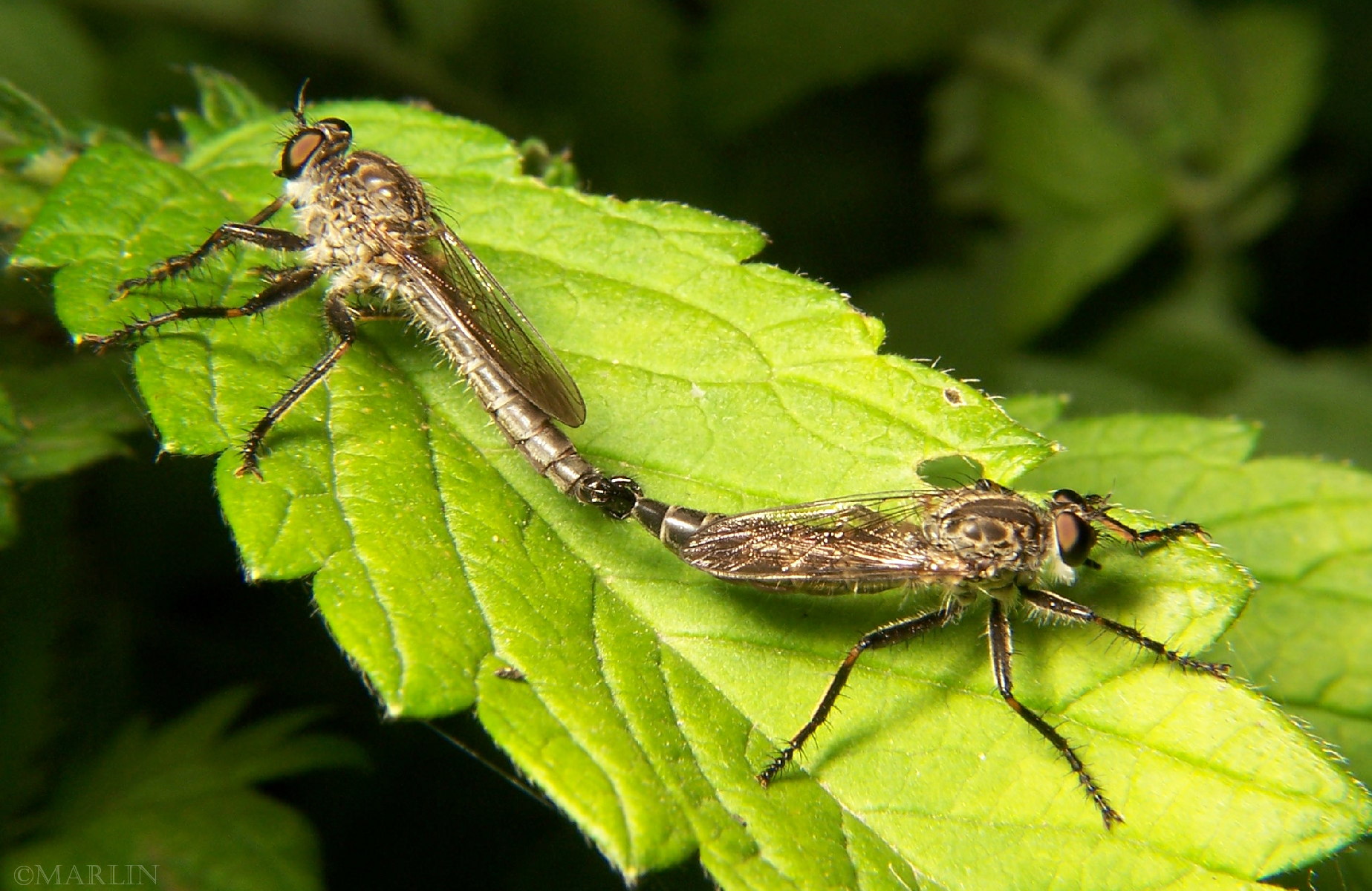 color photo Robber Fly Machimus species mated pair