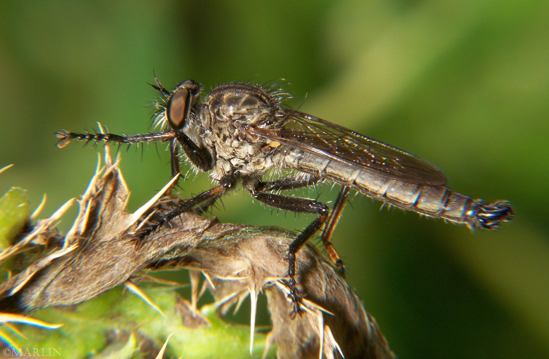 color photo Robber Fly Machimus species