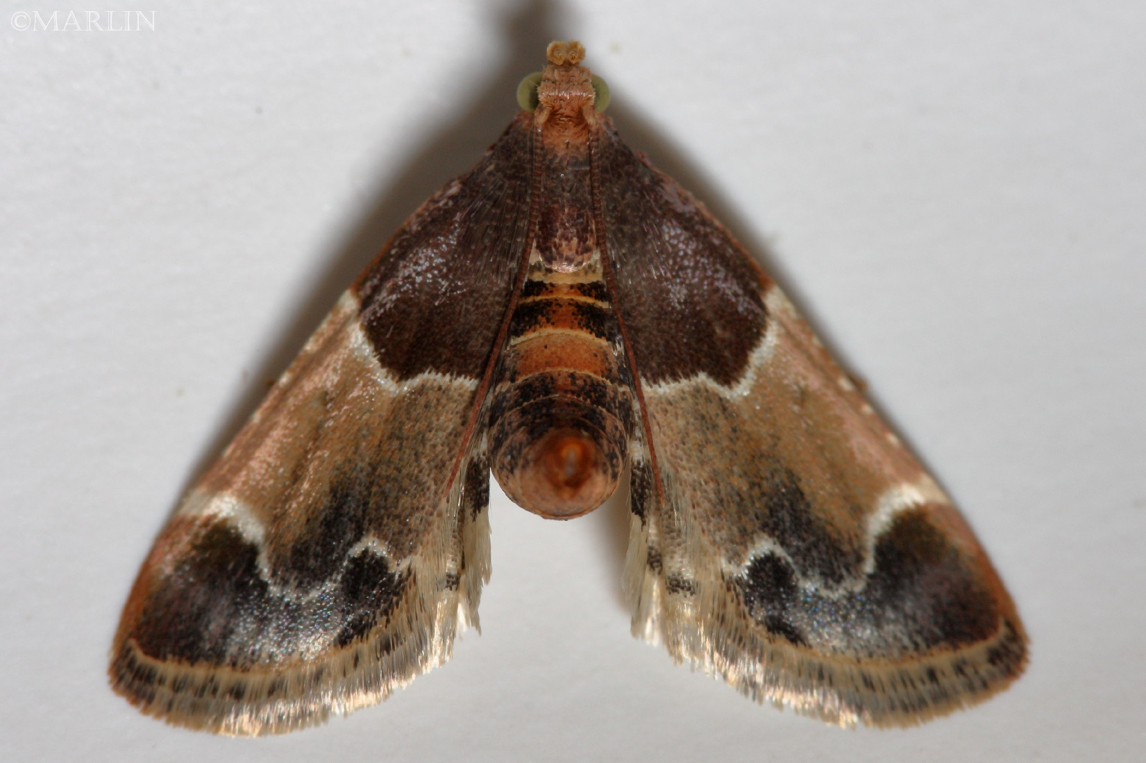 color photo Meal Moth Pyralis farinalis dorsal