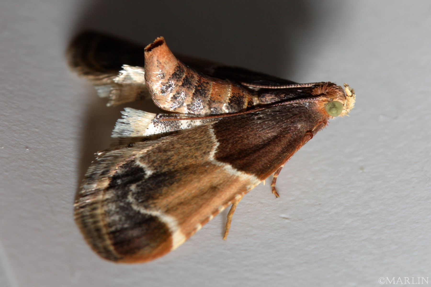 color photo Meal Moth - Pyralis farinalis