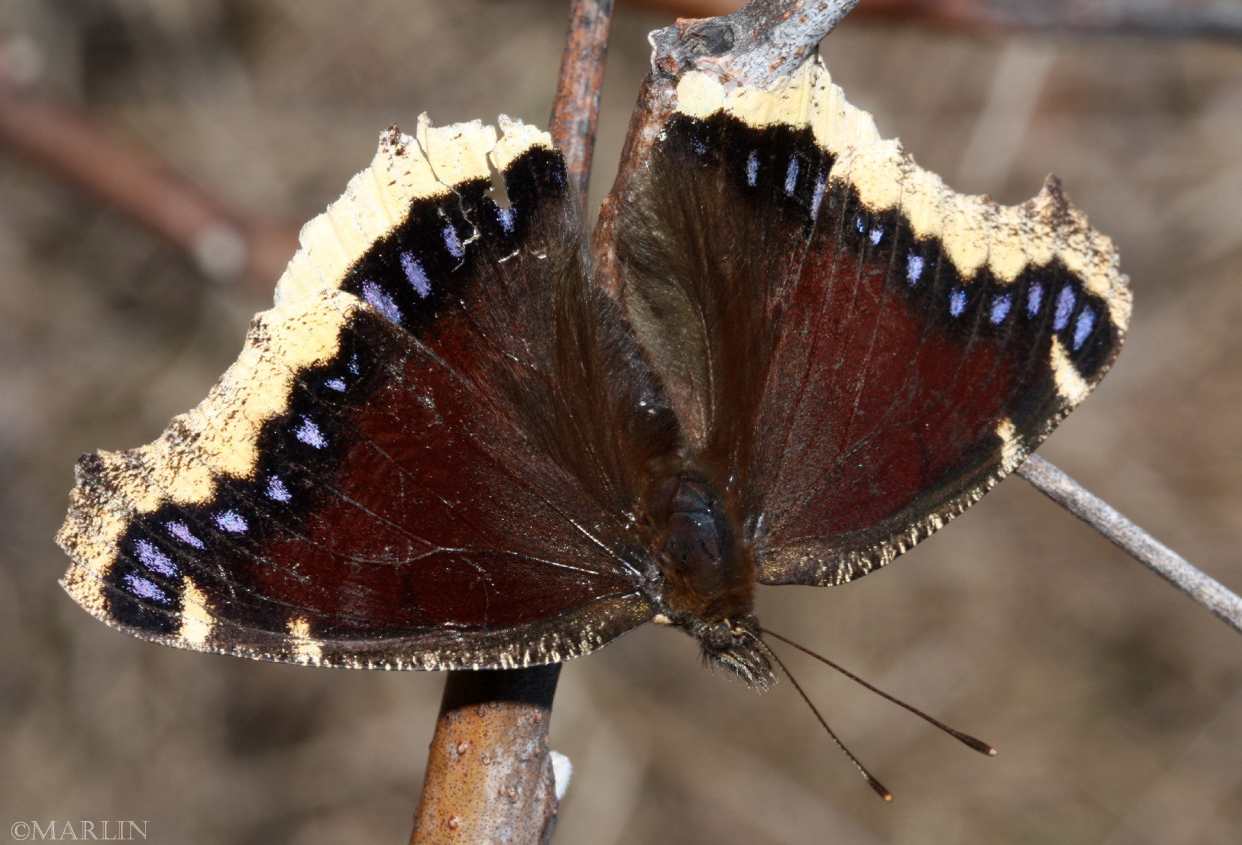color photo Mourning Cloak Butterfly dorsal view