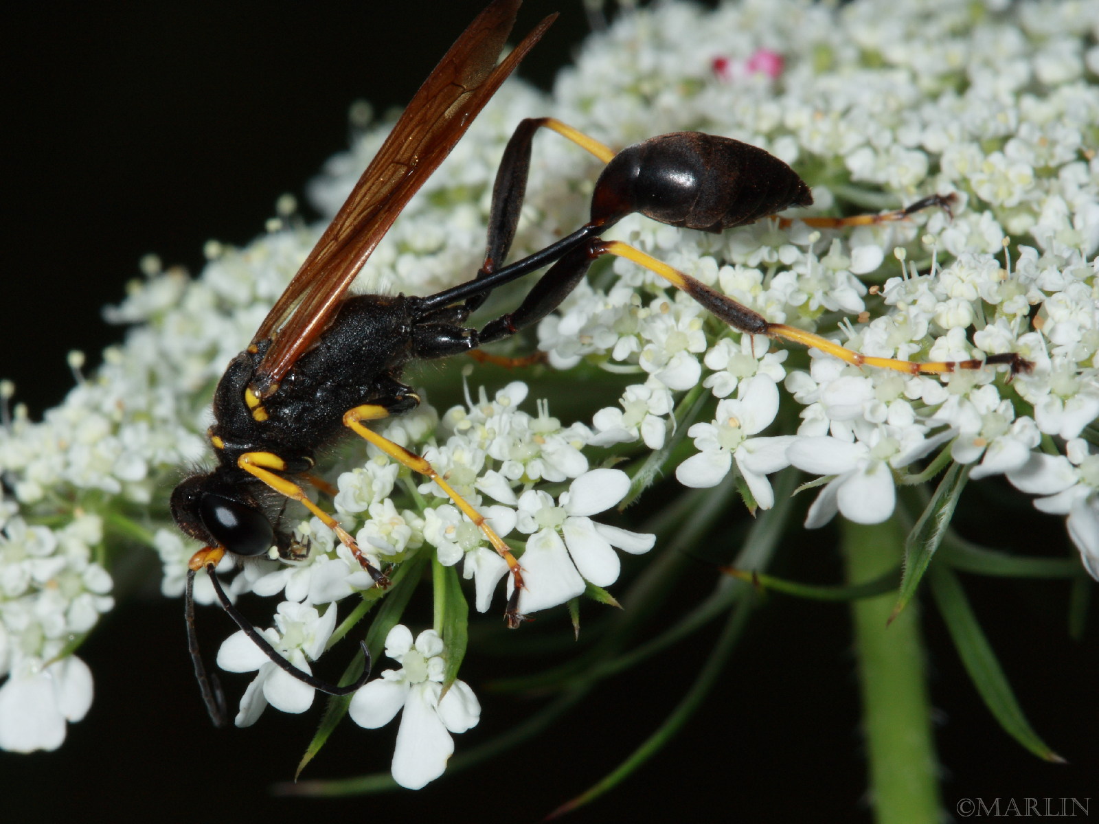 Mud Dauber Wasp - Sceliphron caementarium