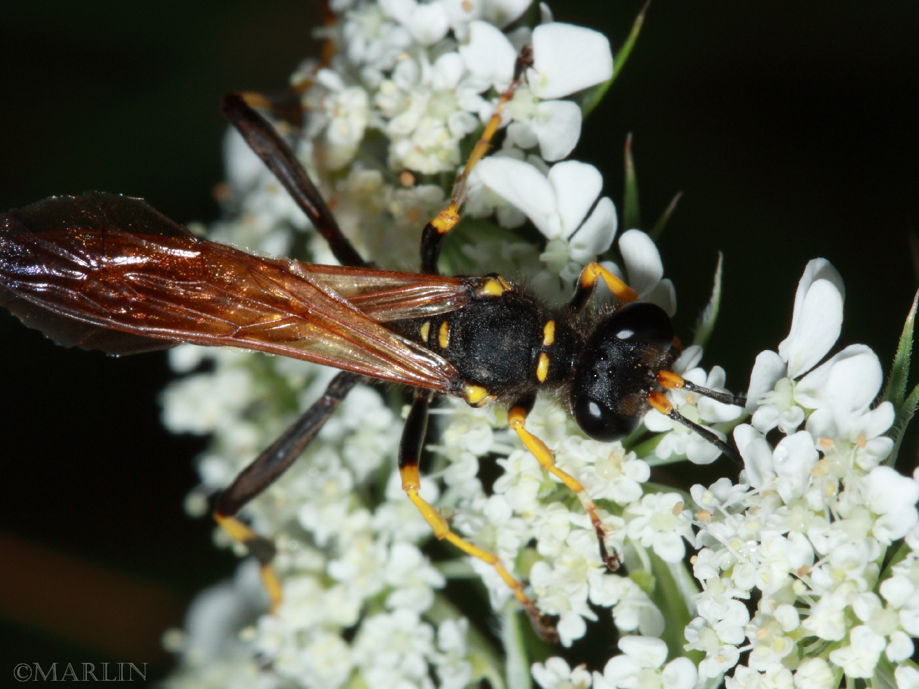 color photo Mud Dauber Wasp