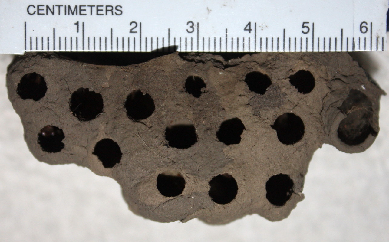 color photo mud dauber nest with cm scale