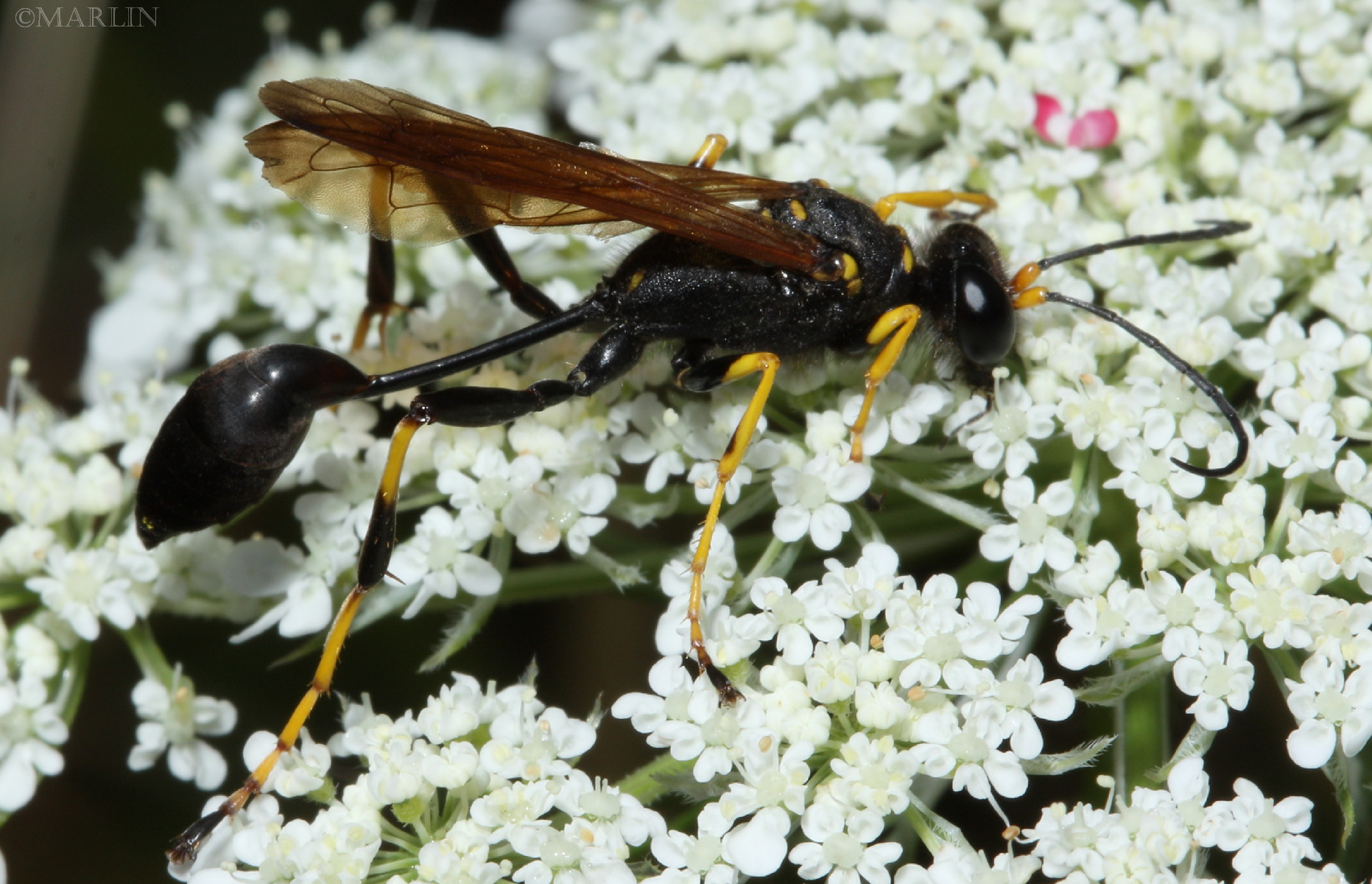 color photo Mud Dauber Wasp Sceliphron caementarium