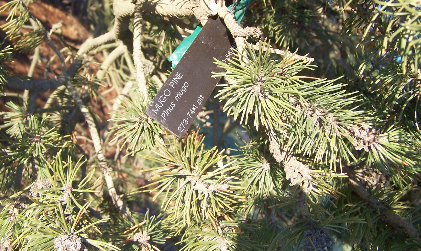Mugo pine accession tag