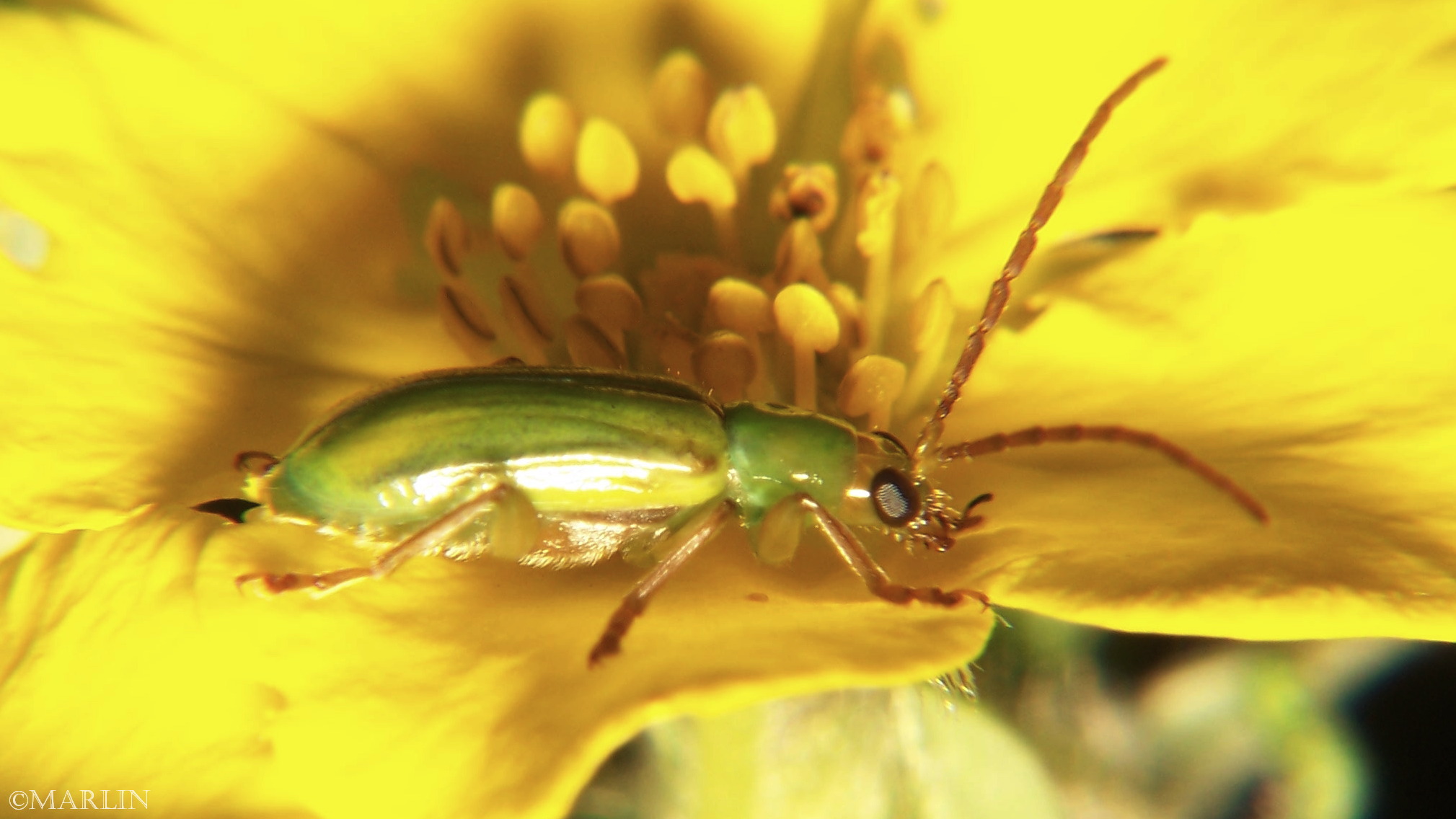 color photo Northern Corn Rootworm Beetle lateral view