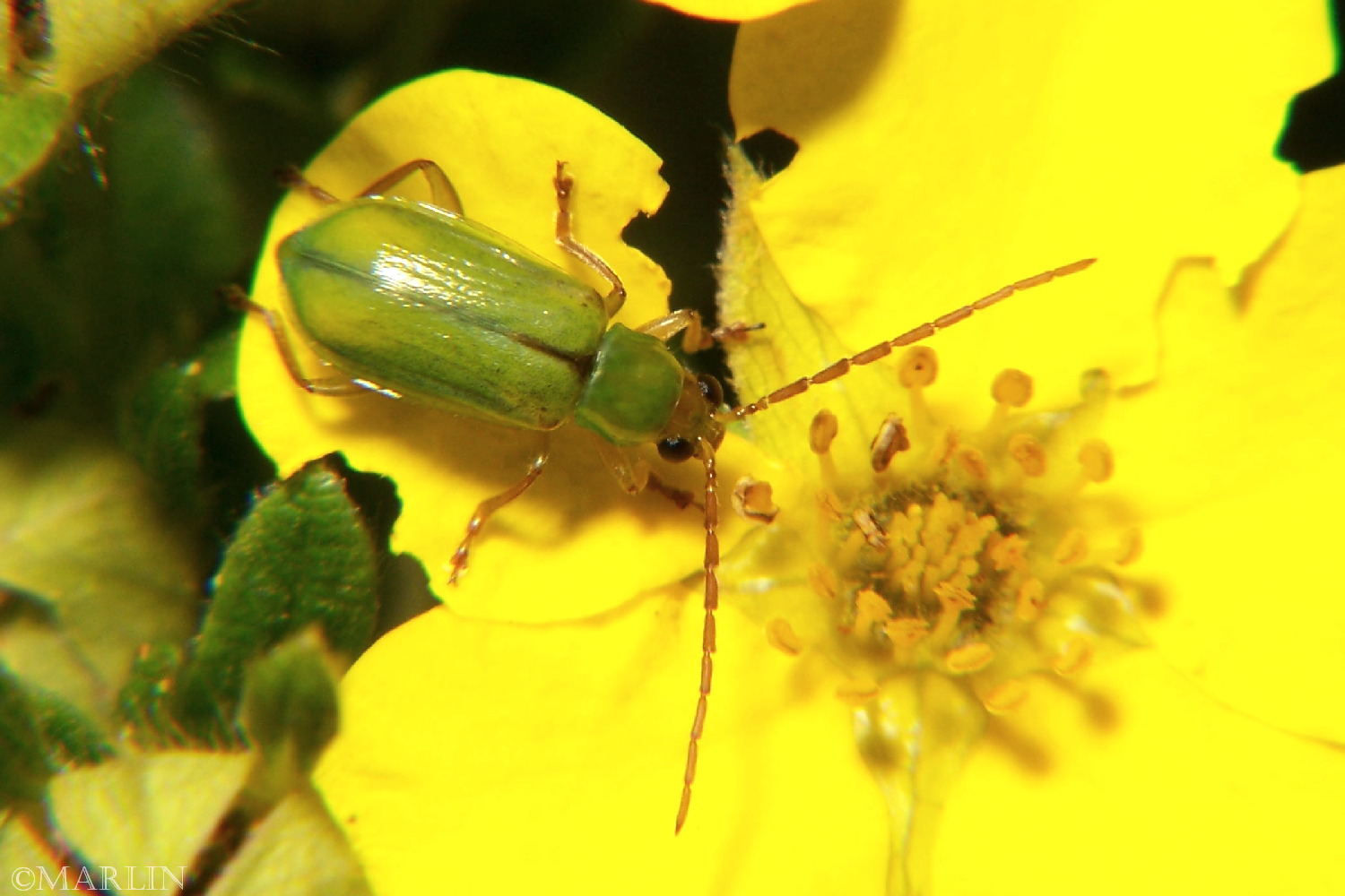 color photo Northern Corn Rootworm Beetle dorsal view