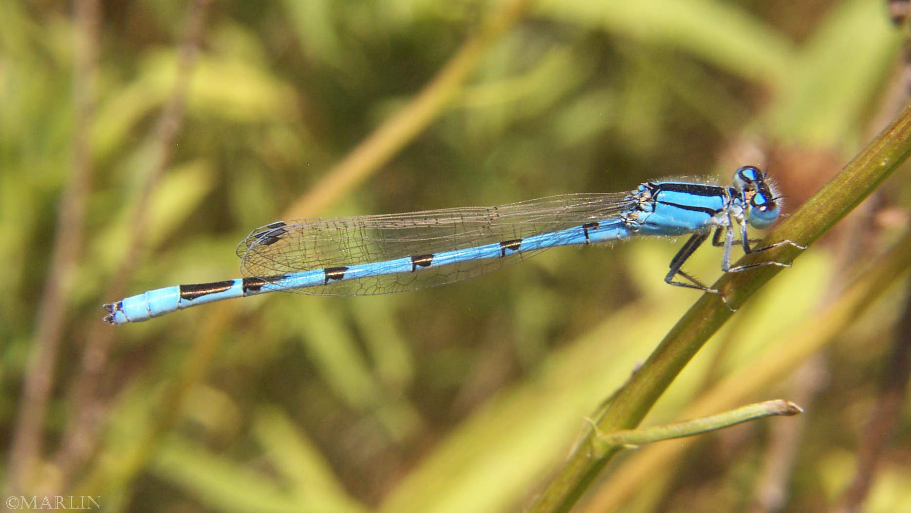 color photo Northern Bluet Damselfly